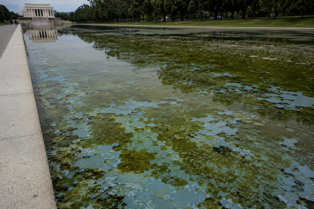 The Reflecting Pool Is Peeling Due to “Shoddy Workmanship”